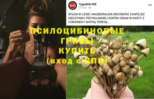 стафф Аркадак